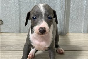Carter - Italian Greyhound for sale