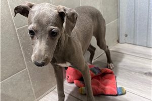 Stella - puppy for sale