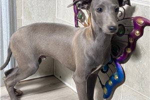 Seymour - Italian Greyhound for sale