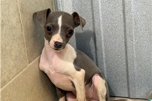 Bianca - Italian Greyhound for sale