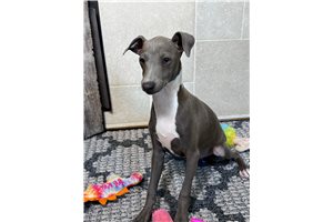 Kenton - Italian Greyhound for sale
