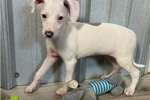 Lovie - Italian Greyhound for sale