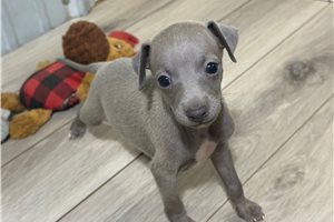 Benny - Italian Greyhound for sale