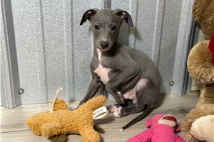 Tucker - Italian Greyhound for sale