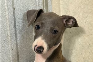 Hector - Italian Greyhound for sale