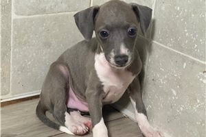 Marley - Italian Greyhound for sale