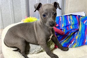 Camila - Italian Greyhound for sale
