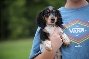 Robert - Dachshund, Mini for sale