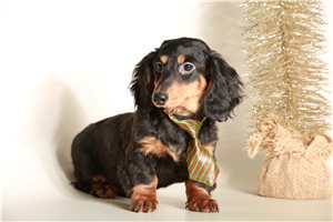 William - Dachshund, Mini for sale