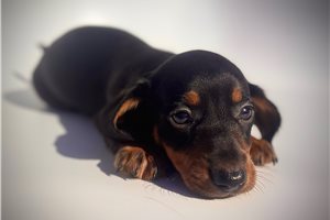 Mikey - Dachshund, Mini for sale