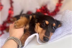 Kellie - Dachshund, Mini for sale