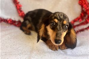 Kingston - Dachshund, Mini for sale