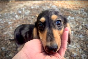 Chris - puppy for sale