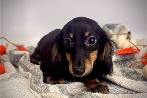 Abbot - Dachshund, Mini for sale