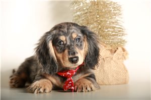 Wesley - Dachshund, Mini for sale
