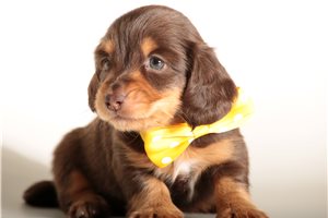 Cecilia - puppy for sale
