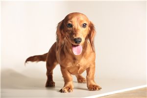 Natalie - Dachshund, Mini for sale