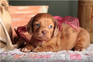 Sandy - puppy for sale