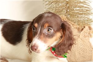 Winter - Dachshund, Mini for sale