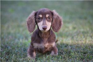 Abigail - Dachshund, Mini for sale