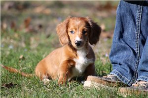 Shyla - puppy for sale