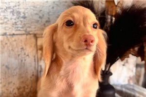Finley - Dachshund, Mini for sale