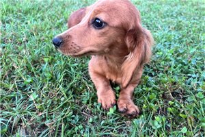 Natalie - Dachshund, Mini for sale