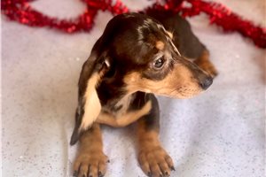 Maggie - Dachshund, Mini for sale
