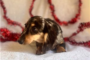Konner - Dachshund, Mini for sale