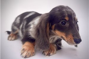 Julian - Dachshund, Mini for sale
