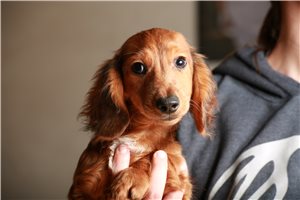 Bonham - Dachshund, Mini for sale