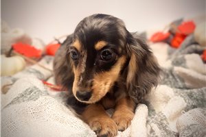 Kori - puppy for sale