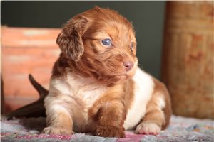Sammie - puppy for sale