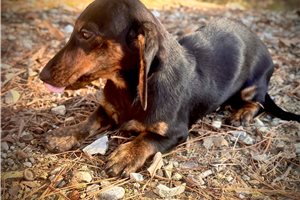 Edward - Dachshund, Mini for sale