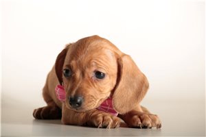 Noelle - puppy for sale