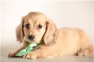 Carlos - puppy for sale
