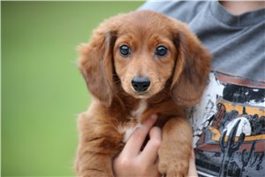 Teagan - Dachshund, Mini for sale