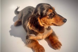 Dasha - Dachshund, Mini for sale