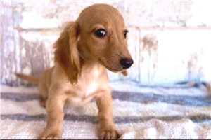 Felix - Dachshund, Mini for sale