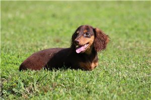 Faith - Dachshund, Mini for sale