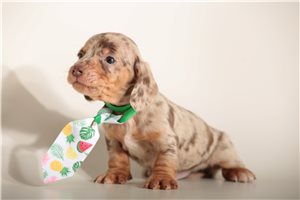 Tyler - puppy for sale