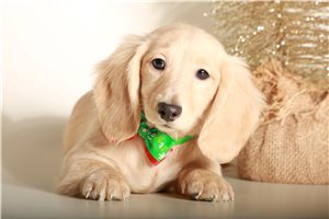 Winifred - Dachshund, Mini for sale