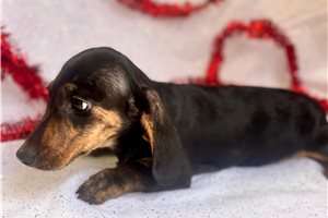 Lucian - Dachshund, Mini for sale
