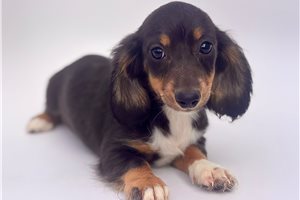 Josie - Dachshund, Mini for sale