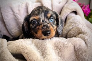 Danielle - puppy for sale