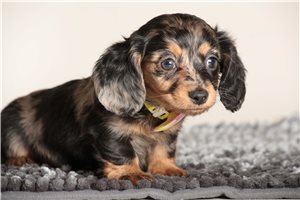 Milan - puppy for sale