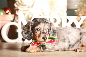 Bailey - Dachshund, Mini for sale