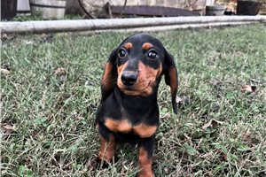 Dream - Dachshund, Mini for sale