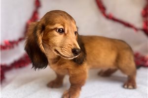 Memphis - Dachshund, Mini for sale