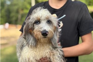 Bix - Dachshund, Mini for sale